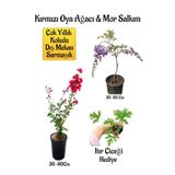 Nura Botanik Kırmızı Oya Ağacı Fidanı+Mor Salkım Ağacı Fidanı Itır Çiçeği Hediyeli Bahçe Peyzaj Seti