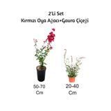 Nura Botanik Kırmızı Oya Ağacı + Gaura Çiçeği 2'Li Set, Dış Mekan Bitkisi