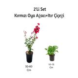 Nura Botanik Kırmızı Oya Ağacı + Itır Çiçeği (Gül Damlası) Dış Mekan Bitkisi, 2'li Set