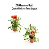 Nura Botanik Kırmızı-Pembe Beyaz Gazanya Çiçeği, 2 Adet Saksılı, 10-20 cm, Balkon-Teras Çiçeği