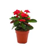 Nura Botanik Kırmızı Renk Milli Dikenler Tacı Çiçeği, 10-15 cm Tüplü, Euphorbia Milli