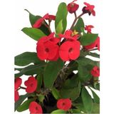 Nura Botanik Kırmızı Renk Milli Dikenler Tacı Saksılı 10-20cm İç Mekan Bitkisi (Euphorbia)