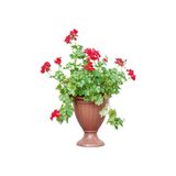 Nura Botanik Kırmızı Sakız Sardunya, 30-50 cm, 1 Adet Saksılı Çiçekli Bodur Bitki, Geranium