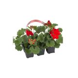 Nura Botanik Kırmızı Sardunya Fidesi, 2 Adet, Saksılı, 10-25cm, Salon Balkon Çiçeği