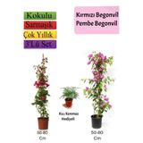 Nura Botanik Kırmızı ve Pembe Begonvil, Tül Çiçeği Hediyeli, 50-80 cm, Fide Seti