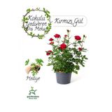 Nura Botanik Kırmızı Yediveren Gül Fidanı 30-50 cm, Itır Çiçeği Hediyeli
