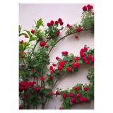 Nura Botanik Kırmızı Yediveren Sarmaşık Gül Fidanı, 50-80 cm, Tüplü Aşılı