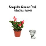Nura Botanik Kırmızı Yılbaşı Çiçeği, Helen Saksı Hediyeli, Çiçekli Bodur Bitki