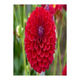 Nura Botanik Kırmızı Yıldız Çiçeği Fidanı, 20-40 cm, Tüplü, Dahlia