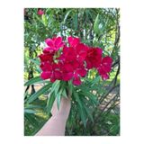 Nura Botanik Kırmızı Zakkum Çiçeği Fidanı, 70-100 cm, 1 Adet Tüplü Red Oleander
