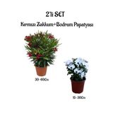 Nura Botanik Kırmızı Zakkum Fidanı + Bodrum Papatyası 2'li Bahçe Peyzaj Seti