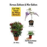 Nura Botanik Kırmızı Zakkum Fidanı, Mor Salkım Ağacı Fidanı, Tül Kuşkonmaz Hediyeli Bahçe Peyzaj Seti, 30-60 cm
