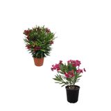 Nura Botanik Kırmızı Zakkum + Pembe Zakkum Fidanı Saksılı 2'li Bahçe Peyzaj Seti, 30-60 cm