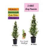 Nura Botanik Kokulu 2 Adet Arap Yasemini Fidanı Saksılı, Buz Çiçeği Hediye, 3'lü Peyzaj Seti, 40-80 cm