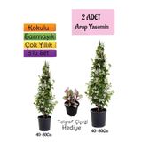 Nura Botanik Kokulu 2 Adet Arap Yasemini Fidanı Saksılı, Telgraf Çiçeği Hediye, 3'lü Peyzaj Seti, 40-80 cm