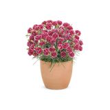 Nura Botanik Kokulu Açık Kırmızı Bodur Karanfil Bitkisi, Dianthus Caryophyllus Red