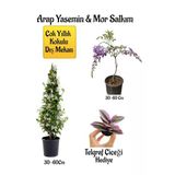 Nura Botanik Kokulu Arap Yasemin Çiçeği, Mor Salkım Ağacı Fidanı, Telgraf Çiçeği Hediyeli Peyzaj Seti, 30-60 cm
