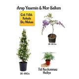 Nura Botanik Kokulu Arap Yasemin Çiçeği, Mor Salkım Ağacı Fidanı, Tül Kuşkonmaz Hediyeli Peyzaj Seti, 30-60 cm