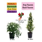 Nura Botanik Kokulu Arap Yasemini, Klasik Yasemini, Mini Gül Hediyeli 3'lü Bahçe Seti