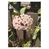 Nura Botanik Kokulu Beyaz Mum Çiçeği (Hoya) 1 Adet, 10-20 cm, Çok Yıllı Sarmaşık