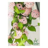 Nura Botanik Kokulu Beyaz Renk Mum Çiçeği 30-50Cm Saksılı Sarmaşık Bitki
