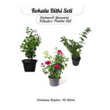 Nura Botanik Kokulu Bitki Seti, Katmerli Ful Yasemin, Filbahri, Isparta Gülü, Bahçe Balkon Bitkisi, 40-60cm
