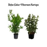 Nura Botanik Kokulu Defne Çalısı Fidanı + Viburnum Kartopu Çiçeği 2'li Set Saksılı Bahçe Bitkisi