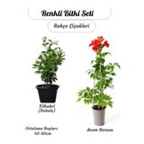 Nura Botanik Kokulu Filbahri Çiçeği + Acem Borusu Borazan Çiçeği Sarmaşık Bitkiler Seti, 40-60 cm