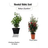 Nura Botanik Kokulu Filbahri Sarmaşığı + Fıça Çalısı Bahçe Bitkisi Saksılı, 40-60cm