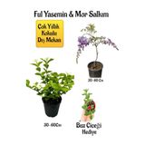 Nura Botanik Kokulu Ful Yasemin Çiçeği, Mor Salkım Ağacı Fidanı, Buz Çiçeği Hediyeli Peyzaj Seti, 30-60 cm