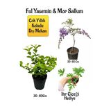 Nura Botanik Kokulu Ful Yasemin Çiçeği, Mor Salkım Ağacı Fidanı, İtır Çiçeği Hediyeli Peyzaj Seti, 30-60 cm