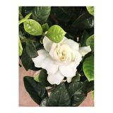 Nura Botanik Kokulu Gardenya Çiçeği, 1 Adet Saksılı, 30-50cm, Ev Ofis Bitkisi, Jasminoides