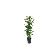 Nura Botanik Kokulu Hanımeli Çiçeği, 1 Adet, Saksılı, 40-70 cm, Sarmaşık Bitki, Çok Renkli