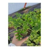 Nura Botanik Kokulu Itır Fidesi, 1 Adet Saksılı, 10-25cm, Aromatik Bitki, Gül Damlası Çiçeği