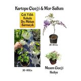 Nura Botanik Kokulu Kartopu Çiçeği, Mor Salkım Ağacı Fidanı, Mezem Çiçeği Hediyeli Peyzaj Seti, 30-60 cm