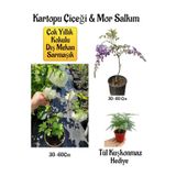 Nura Botanik Kokulu Kartopu Çiçeği ve Mor Salkım Ağacı Fidanı Seti, 30-60 cm, Tül Kuşkonmaz Hediyeli
