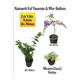 Nura Botanik Kokulu Katmerli Ful Yasemin Çiçeği, Mor Salkım Ağacı Fidanı, Mezem Çiçeği Hediyeli Peyzaj Seti, 30-60 cm
