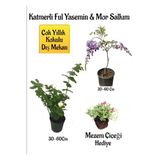 Nura Botanik Kokulu Katmerli Ful Yasemin Çiçeği, Mor Salkım Ağacı Fidanı, Mezem Çiçeği Hediyeli Peyzaj Seti, 30-60 cm