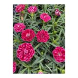 Nura Botanik Kokulu Kırmızı Bodur Karanfil Bitkisi, 1 Adet Saksılı, 15-30 cm, Dianthus Caryophyllus Red