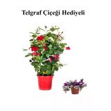 Nura Botanik Kokulu Kırmızı Mandevilla Sarmaşığı, Çiçekli Bodur Bitki, Telgraf Hediyeli