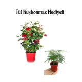 Nura Botanik Kokulu Kırmızı Mandevilla Sarmaşığı, Tül Kuşkonmaz Hediyeli, Çiçekli Bodur Bitki