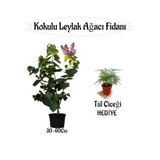 Nura Botanik Kokulu Leylak Ağacı Fidanı Saksılı, 30-60 cm, Çok Renkli + Tül Çiçeği Hediye