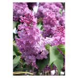 Nura Botanik Kokulu Leylak Çiçeği Fidanı, 1 Adet Saksılı, 30-60cm, Bahçe Çiçeği (Syringa)