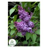 Nura Botanik Kokulu Leylak Çiçeği Fidanı, 1 Adet Saksılı, 30-60cm, Syringa