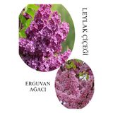 Nura Botanik Kokulu Leylak Çiçeği Fidanı Saksılı 30-60cm + Erguvan Ağacı Fidanı 40-80cm Seti