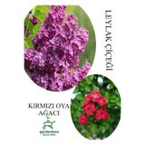 Nura Botanik Kokulu Leylak Çiçeği Fidanı Saksılı 30-60cm + Kırmızı Oya Fidanı 30-60cm Seti