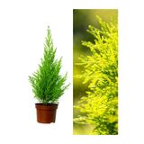 Nura Botanik Kokulu Limoni Servi Fidanı, 40-60 cm, Saksılı, Lemon Cypress