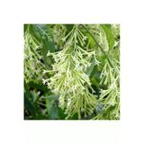 Nura Botanik Kokulu Melisa Çiçeği Fidanı, 30-45 cm, Saksılı, Lemon Balm