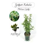 Nura Botanik Kokulu Melisa Çiçeği Saksılı 30-50 cm, Para Sukulent Hediye