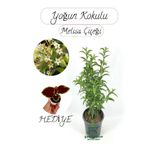Nura Botanik Kokulu Melisa Çiçeği Saksılı 30-50 cm, Yaprak Güzeli Hediye